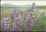 lupinus.jpg